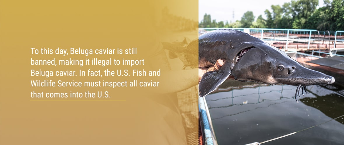 Banned Russian Beluga Caviar