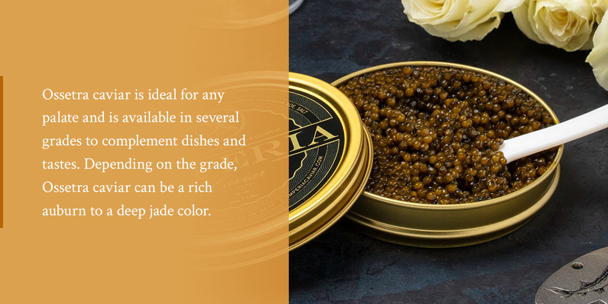 What Is Ossetra Caviar?